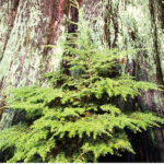 The cynical game of old growth politics continues