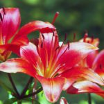Obituary of Pearl Peterkin