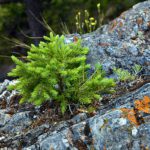 Forest Practices Board releases 21-22 annual report
