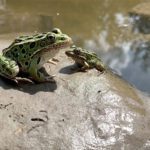 Endangered Northern Leopard Frog gets leap toward recovery
