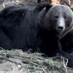 Grizzly relocated after miniature horses killed