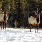 MLA Shypitka urges NDP to call wildlife bill for debate