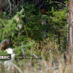 Understory thinning project funded for Kimberley