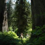 New conservancy to protect inland temperate rainforest