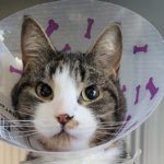 Terribly injured cat found on logging road outside city