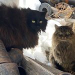 Cat colony thwarts campus eviction