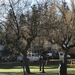 Some box elder trees to be removed in Rotary Park