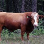 Animal disease prevention program open for applications