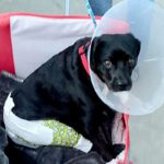 Visitor’s dog viciously attacked while in Cranbrook