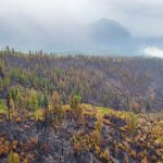Rain helps slow Mitchell Ridge Wildfire