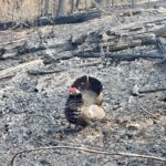 Mitchell Ridge Wildfire under control