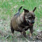 Muriel Baxter Dog Park closed Sept. 7