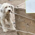 Dogs and cats seized from individual with history of animal cruelty 