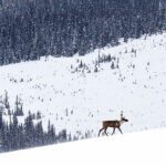 Wildsight calls for logging moratorium in core caribou habitat