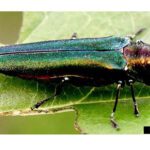Moving firewood spreads invasive species