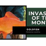 Invasive of the Month