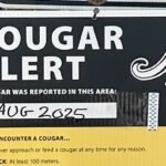 Cougar sightings in Forest Crowne area
