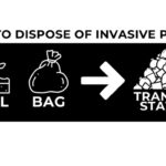 How to dispose of invasive plants