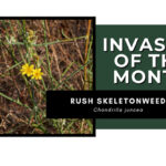 Invasive of the Month