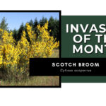 Invasive of the Month