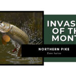 Invasive of the Month