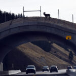 Radium wildlife overpass celebration June 2