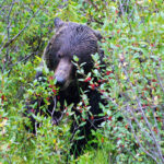 Grizzly conflicts bound to keep rising: BCWF