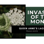 Invasive of the Month