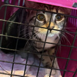 Partnership spays and neuters 14 cats