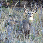 Is killing more deer the solution to controlling CWD?