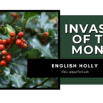 Invasive of the Month