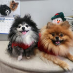 Make your pet a BC SPCA Calendar star 