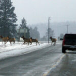 Weak excuse fails as driver loses vehicle for a week