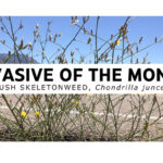 Invasive of the Month