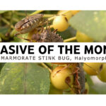 Invasive of the Month