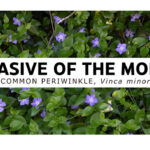 Invasive of the Month