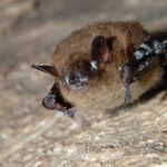 Help spot bat-killing fungus