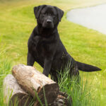 32 years straight for Labrador Retriever atop CKC list