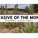 Invasive of the Month