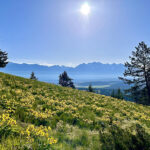 Cranbrook Community Forest celebrates volunteers