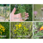 Cheers to Charity supports invasive species action