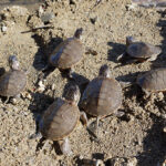 You’re Invited to Turtle Day on April 22
