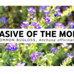 Invasive of the Month