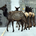 Wildlife collisions spike in May and June as behaviours change