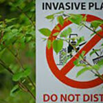 Invasive and noxious weed spraying to begin