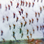 Mosquito larvae treatment today in Kimberley