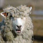 New rules set to protect wild sheep from domestic