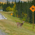 ICBC urges drivers to watch for wildlife