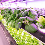 Cranbrook Urban Farm Salad Tasting and Tour July 16