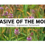 Invasive of the Month